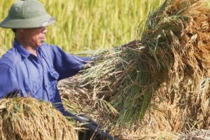 ก.เกษตรฯ เร่งรณรงค์ชาวนาลดต้นทุนการผลิตข้าว