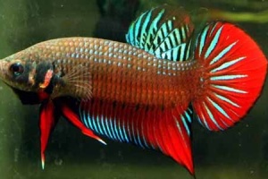 ครม.ไฟเขียว 'ปลากัดไทย' เป็นสัตว์น้ำประจำชาติ-ยอดส่งออกเเนวโน้มสูงขึ้น