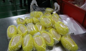 เก็บรักษามะม่วงได้นานกว่า1เดือน! สกสว.ช่วยชาวสวนส่งมะม่วงทางเรือไปญี่ปุ่น-เกาหลีใต้