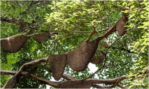 ชาวบุรีรัมย์ปรับวิธีเก็บน้ำผึ้งเดือน 5 'ตีผึ้งร้อยรัง' ช่วงโควิด-19