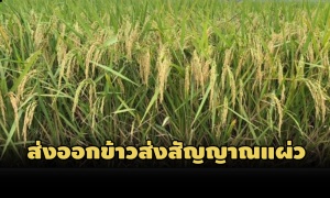 สัญญาณแผ่ว! ปริมาณส่งออกข้าวไทย ก.ย. หดตัว 0.3% รายได้โต 2.7%-ยอด 9 เดือน 5.41 ล้านตัน