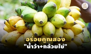 สืบเสาะที่มา “กล้วยขี้ช้าง” ผลไม้หอมหวาน-อัตลักษณ์ถิ่นยะลา