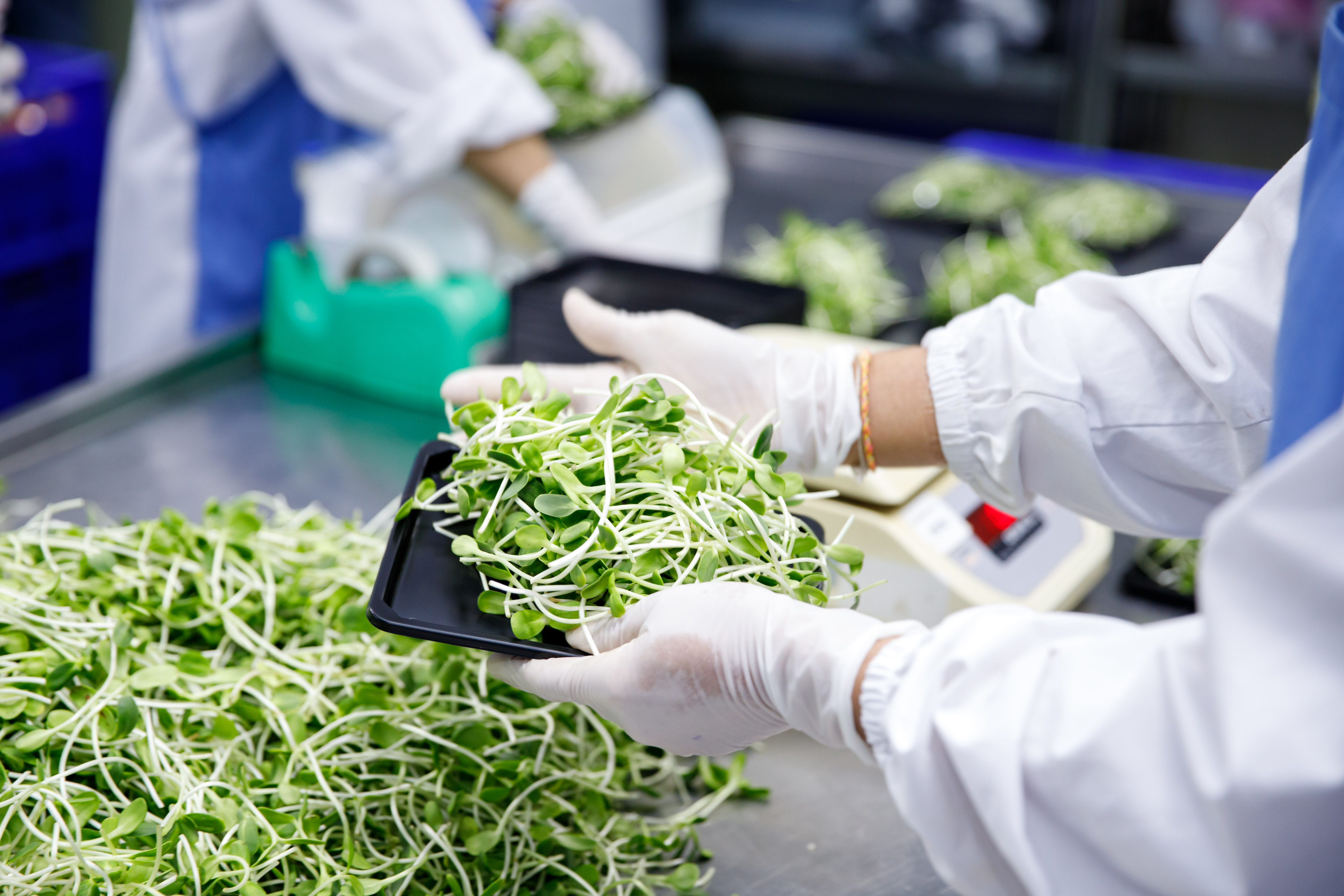 สุวรรณเอิร์ธ