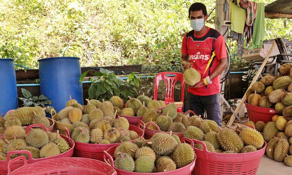 durianfarmer29064