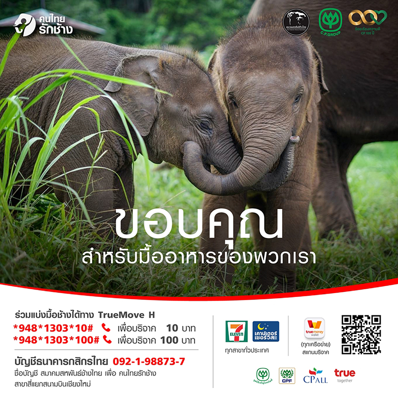 elephan 2610 pic