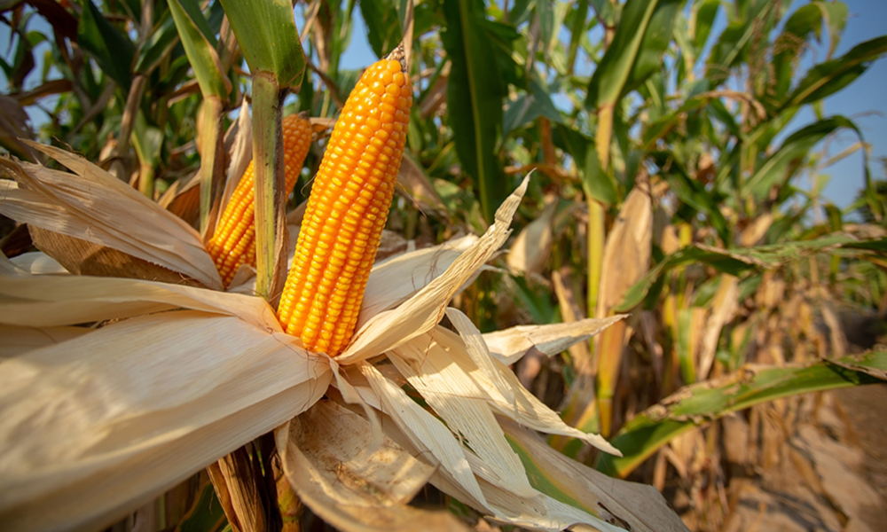 Corn for animal feed, Yellow corns as background.