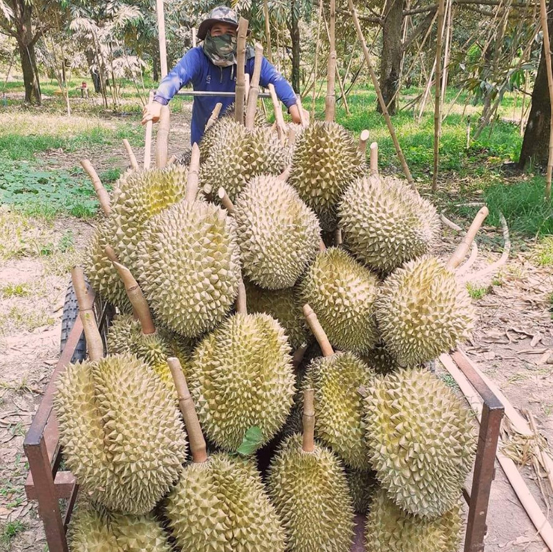 ron durian 1305 p2