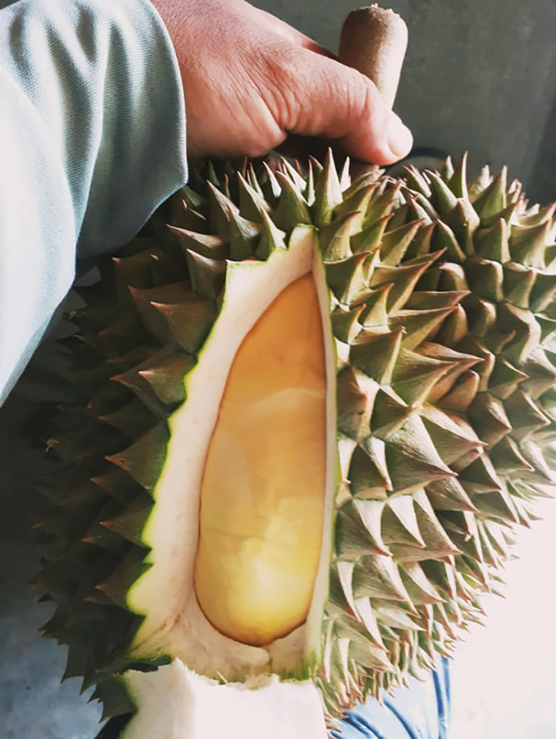 ron durian 1305 p3