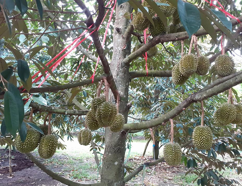 ron durian 1305 p4