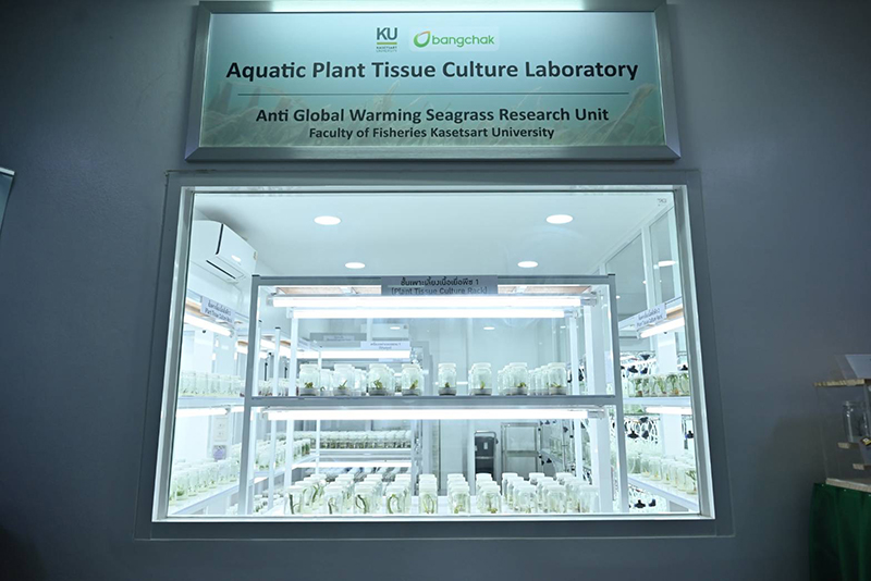 Bangchak BCP 31 10 2