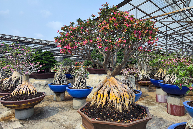 Nongnooch Pattaya 30 06 3