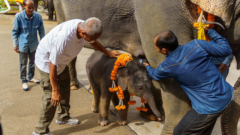 nongnoochpattaya 02 09 2