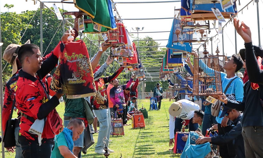 redwhiskeredbulbultawee20043