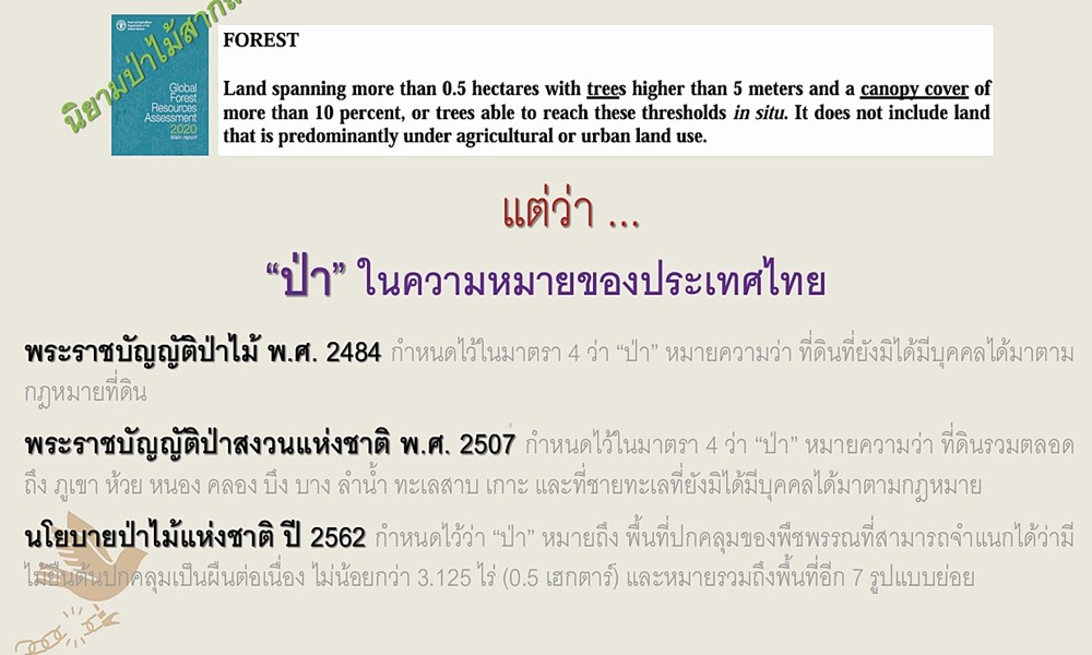 amnestylawforestpolicy280925
