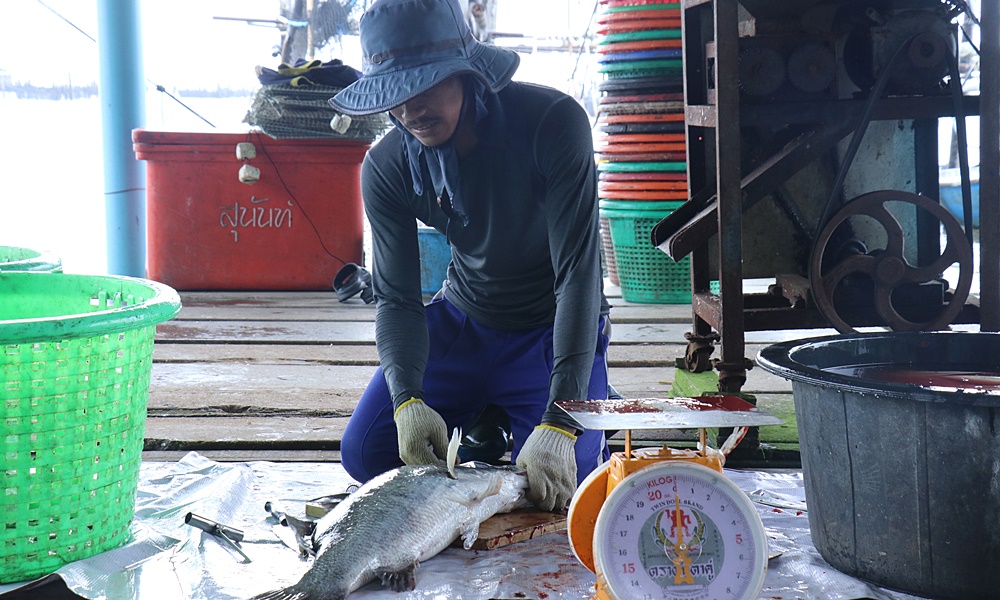 seabassmahasamut10094