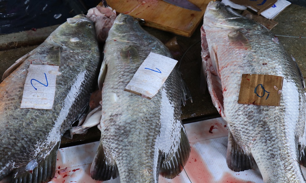 seabassmahasamut10097