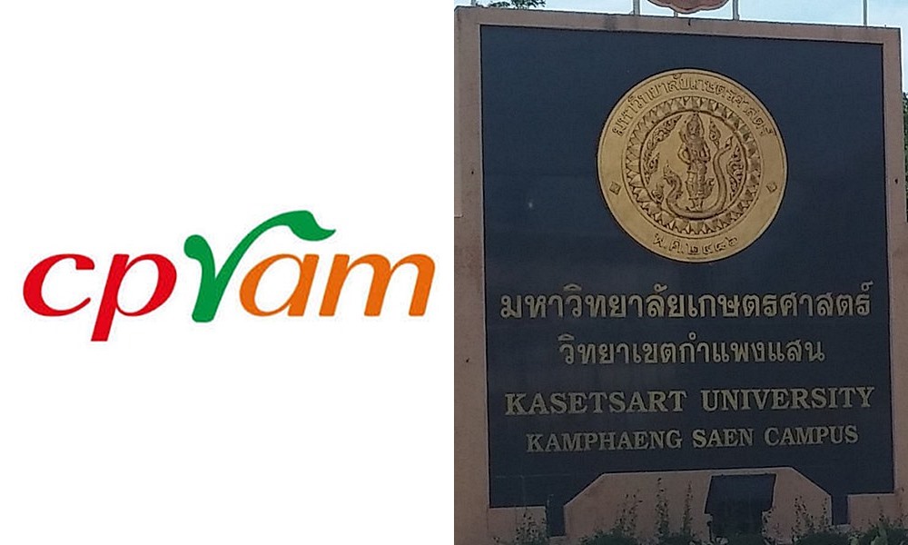 thaiholybasil241053