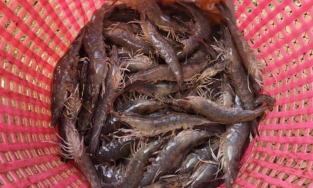 thaishrimp03063