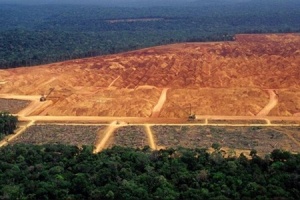 บริษัทใน Tax haven แหล่งทุนใหญ่ทำลายป่าอเมซอน-ประมงผิดกฎหมาย