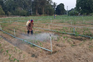 กรมวิชาการเกษตรแจงขั้นตอนขึ้นทะเบียนสารชีวภัณฑ์กำจัดศัตรูพืช