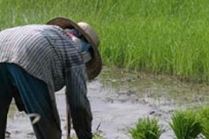 ผุดโครงการปั้น 'ทายาทเกษตรกรมืออาชีพ'  สืบทอดเกษตรกรรมไทย