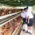 มูลนิธิพัฒนาชีวิตชนบทฯ เปิดรับร.ร.ร่วมโครงการเลี้ยงไก่ไข่เพื่ออาหารกลางวันต่อเนื่องปีที่ 26 