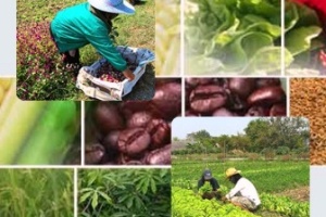 "เกษตรอินทรีย์" ทางเลือกทางรอดที่ยั่งยืนของเกษตรกรไทย"