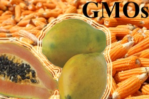 นักวิจัยจุฬาฯ จวกรัฐหละหลวม ปล่อยพืช GMOs  กระจายสู่แหล่งผลิตอาหาร