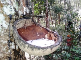 Double tragedy for rubber growers in the Deep South