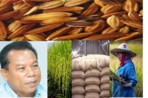 สมาคมชาวนาข้าวไทย จี้รัฐผุดแผนตีตลาดข้าว พาเกษตรกรพ้นวิกฤต