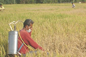 องค์การอนามัยโลกเผยเกษตรกร 14% ใช้สารเคมีต้องห้าม