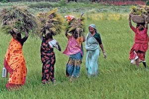 FAO ชี้การช่วยเหลือชาวนาหญิง ช่วยเพิ่มผลผลิตภาคเกษตร-ลดภาวะทุโภชนาการ