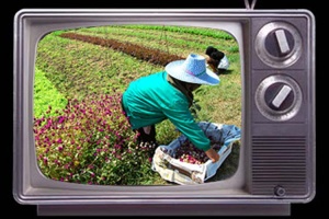 เกษตรทีวีเพื่อความเป็นธรรมของเกษตรกร 