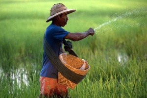 กษ.ดันโครงการ‘ปุ๋ยแห่งชาติ’ ตั้งเป้าเกษตรกรไทยลดปริมาณใช้ 20 – 50 %
