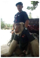 ขำกลิ้ง “ลิงตำรวจ”...ไอเดียเรียกรอยยิ้มที่สายบุรี