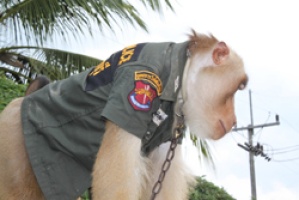 A new police monkey to replace the late Santisook 